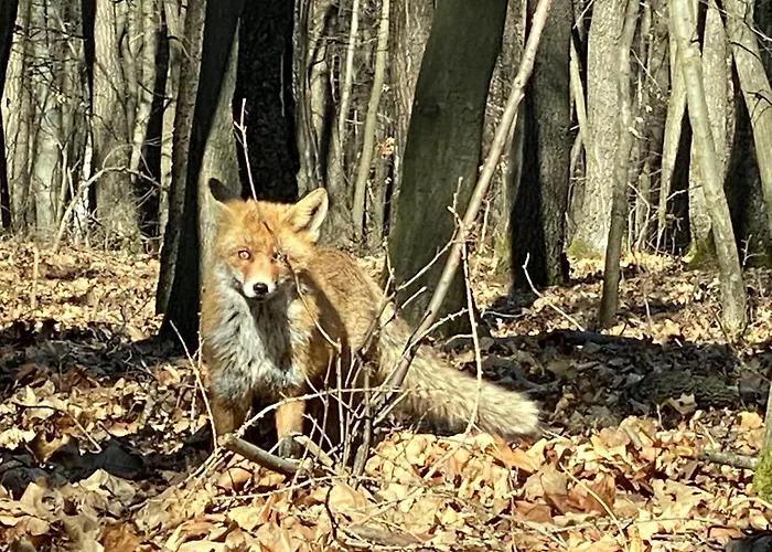Parádsasvári Sasfészek Apartman